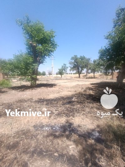 شراکت در دامداری زمین با ملک در بروجرد در گروه سرمایه گذار در تولید محصولات کشاورزی در یکمیوه -عکس3