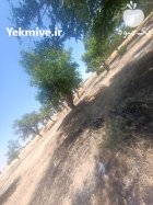 شراکت در دامداری زمین با ملک در بروجرد در گروه سرمایه گذار در تولید محصولات کشاورزی در یکمیوه