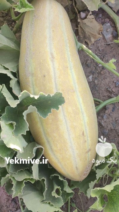 خربزه مشهدی سوپر در قم در گروه خرید و فروش خربزه در یکمیوه -عکس1