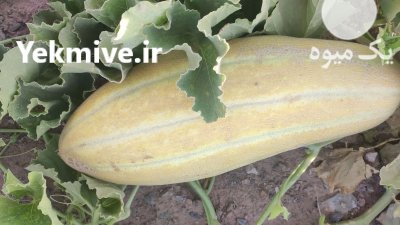 خربزه مشهدی سوپر در قم در گروه خرید و فروش خربزه در یکمیوه -عکس2
