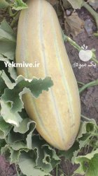 خربزه مشهدی سوپر در قم در گروه خرید و فروش خربزه در یکمیوه