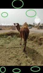خرید و فروش شتر محصولات شتر در تهران در گروه خرید و فروش دام سبک در یکمیوه
