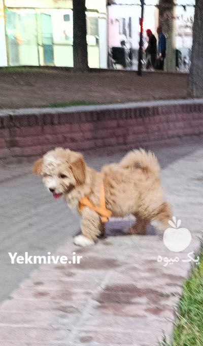 سگ گلدن دودل عروسکی در ری  در گروه سگ و گربه در یکمیوه -عکس1