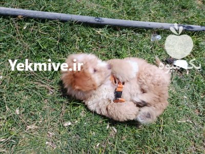 سگ گلدن دودل عروسکی در ری  در گروه سگ و گربه در یکمیوه -عکس3