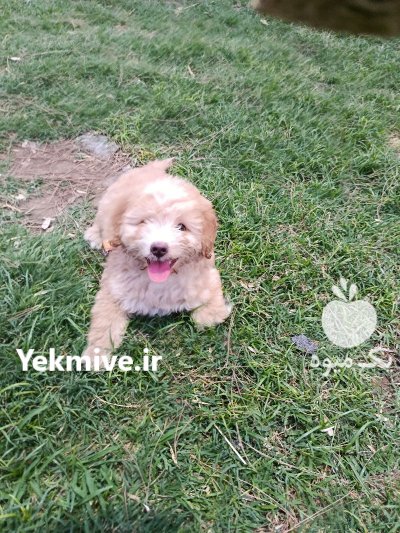 سگ گلدن دودل عروسکی در ری  در گروه سگ و گربه در یکمیوه -عکس4