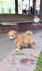 سگ گلدن دودل عروسکی در ری  در گروه سگ و گربه در یکمیوه