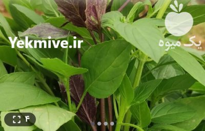 فروش ریحون تازه گلخونه ای در اصفهان در گروه خرید و فروش انواع سبزی ها در یکمیوه -عکس1