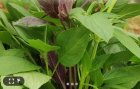 فروش ریحون تازه گلخونه ای در اصفهان در گروه خرید و فروش انواع سبزی ها در یکمیوه