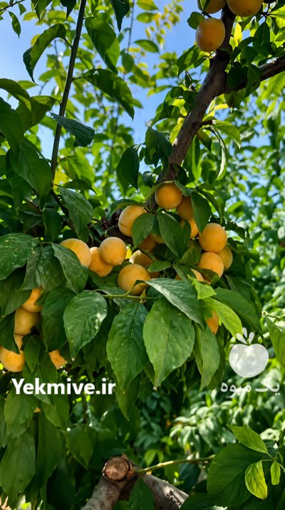 زردآلو شیرین با کیفیت در تهران در گروه خرید و فروش زردآلو در یکمیوه -عکس1
