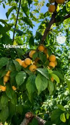 زردآلو شیرین با کیفیت در تهران در گروه خرید و فروش زردآلو در یکمیوه