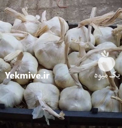 سیر درجه 1 در قم در گروه خرید و فروش سیر در یکمیوه -عکس1