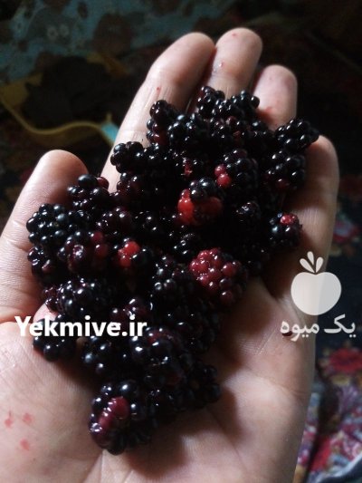تمشک یا بلوش جنگلی در املش در گروه خرید و فروش توت در یکمیوه -عکس1