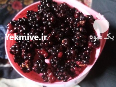 تمشک یا بلوش جنگلی در املش در گروه خرید و فروش توت در یکمیوه -عکس2