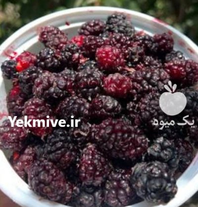 شاتوت در قزوین در گروه خرید و فروش توت در یکمیوه -عکس2