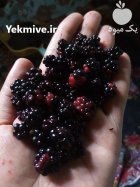 تمشک یا بلوش جنگلی در املش در گروه خرید و فروش توت در یکمیوه
