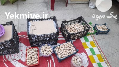 تخم کبک در کرج در گروه انواع تخم ها در یکمیوه -عکس2