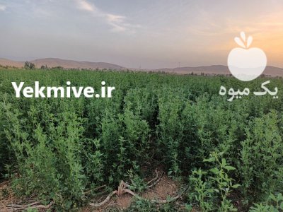 فروش یونجه در دهدشت در گروه خوراک دام و طیور در یکمیوه -عکس1