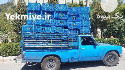 سبد کشمشی در پاکدشت در گروه خرید و فروش انواع سبد در یکمیوه -عکس1