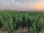 فروش یونجه در دهدشت در گروه خوراک دام و طیور در یکمیوه