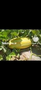 فروش خربزه در ماه نشان در گروه خرید و فروش خربزه در یکمیوه