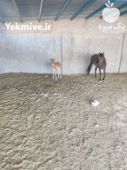 فروش اسب با کره در دانسفهان در گروه اسب و الاغ خر و فروش قاطر در یکمیوه