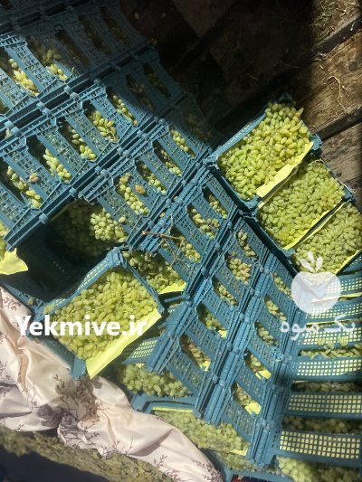 بار فروشی میدان تره بار در چهارمحال و بختیاری در گروه بارفروشی محصولات کشاورزی در یکمیوه -عکس4