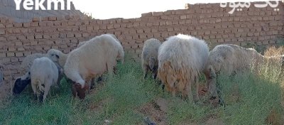 فروش 10 عدد میش در حمیدیا در گروه گاو و گوسفند و میش و بز کهره گوساله در یکمیوه -عکس2