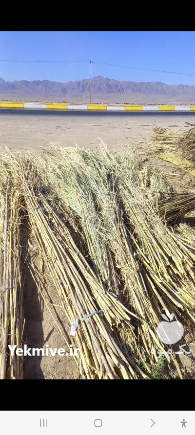فروش چوب نی تعداد بالا عمده در مشهد در گروه خرید و فروش انواع چوب در یکمیوه -عکس2