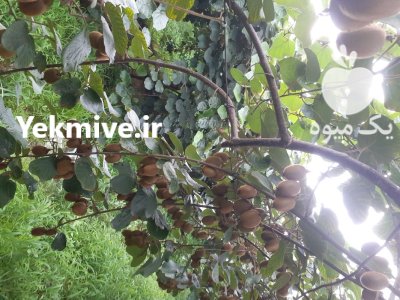 کیوی یکدست و درشت در نشتارود در گروه خرید و فروش کیوی در یکمیوه -عکس1