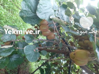 کیوی یکدست و درشت در نشتارود در گروه خرید و فروش کیوی در یکمیوه -عکس2