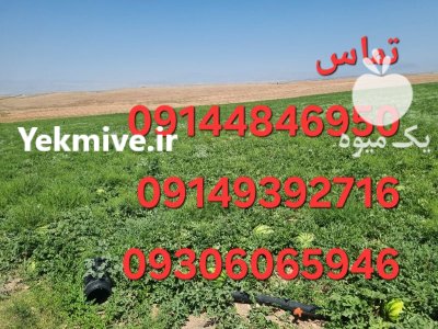 فروش هندوانه گرد درجه یک صادراتی در پلدشت در گروه خرید و فروش هندوانه در یکمیوه -عکس1