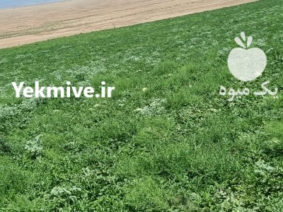 فروش هندوانه گرد درجه یک صادراتی در پلدشت در گروه خرید و فروش هندوانه در یکمیوه -عکس3