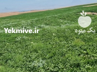 فروش عمده هندوانه گرد سر مزرعه در پلدشت در گروه خرید و فروش هندوانه در یکمیوه -عکس2