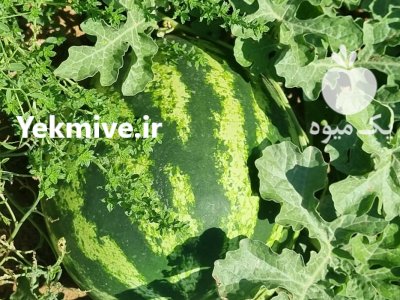 فروش عمده هندوانه گرد سر مزرعه در پلدشت در گروه خرید و فروش هندوانه در یکمیوه -عکس3