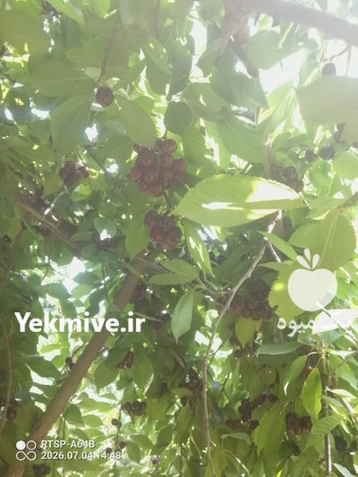 کارگر میوه چینی در سرباز در گروه کارگر در یکمیوه -عکس2