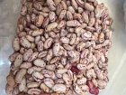 فروش لوبیا چیتی سالم و تازه در ساری در گروه خرید و فروش غلات و حبوبات در یکمیوه