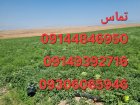 فروش عمده هندوانه گرد سر مزرعه در پلدشت در گروه خرید و فروش هندوانه در یکمیوه