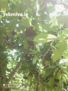 کارگر میوه چینی در سرباز در گروه کارگر در یکمیوه