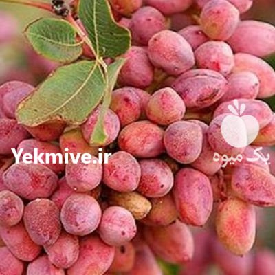 زمین 500 هکتاری سند تک برگ در خراسان در گروه فروش ملک و زمین در یکمیوه -عکس1