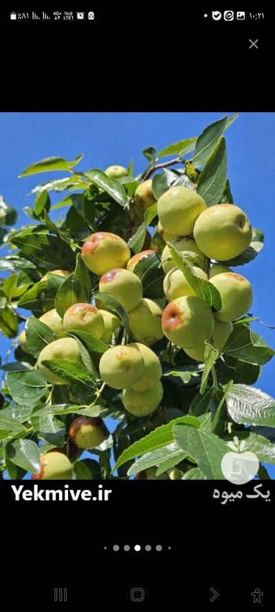عناب تازه در قائن در گروه خرید و فروش گیاهان دارویی در یکمیوه -عکس1