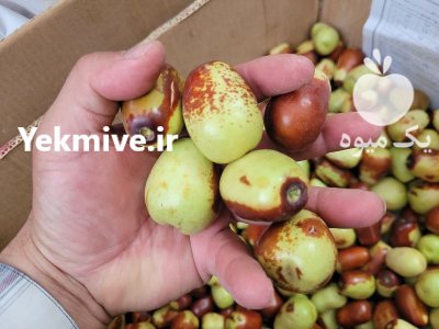 عناب تازه در قائن در گروه خرید و فروش گیاهان دارویی در یکمیوه -عکس2