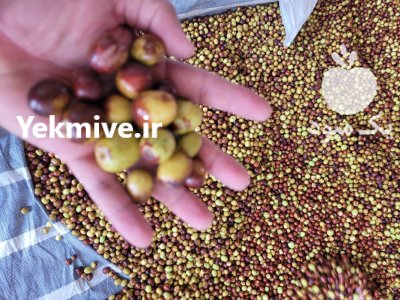 عناب تازه در قائن در گروه خرید و فروش گیاهان دارویی در یکمیوه -عکس4