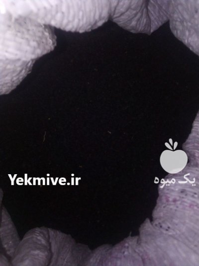 فروش بذر پیاز مینروا با ضمانت در کوار در گروه خرید و فروش بذر پیاز در یکمیوه -عکس1