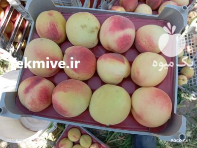 هلو هسته جدا خوش طعم در مشهد در گروه خرید و فروش هلو در یکمیوه -عکس1