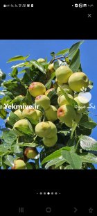 عناب تازه در قائن در گروه خرید و فروش گیاهان دارویی در یکمیوه