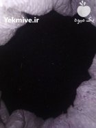 فروش بذر پیاز مینروا با ضمانت در کوار در گروه خرید و فروش بذر پیاز در یکمیوه