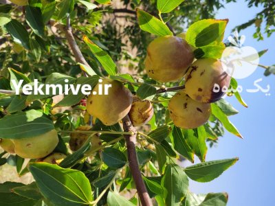 عناب تازه در بیرجند در گروه خرید و فروش گیاهان دارویی در یکمیوه -عکس1