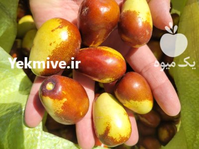 عناب تازه در بیرجند در گروه خرید و فروش گیاهان دارویی در یکمیوه -عکس3