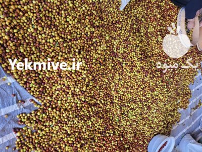 عناب تازه در بیرجند در گروه خرید و فروش گیاهان دارویی در یکمیوه -عکس4