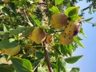 عناب تازه در بیرجند در گروه خرید و فروش گیاهان دارویی در یکمیوه